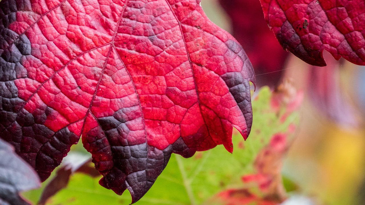 Growing Vine Plants for a Natural Privacy Fence